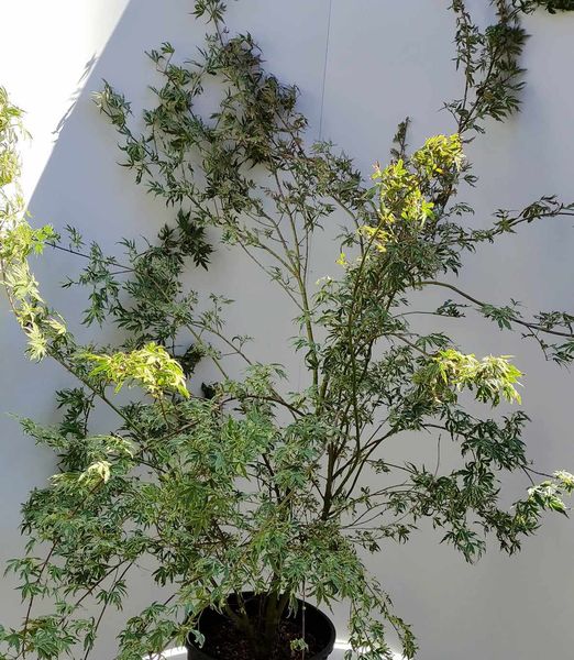 Acer palmatum 'Butterfly'